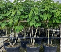 Albizia julibrissin - Perzische slaapboom - 2