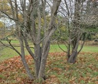 Amelanchier lamarckii - Krentenboompje - 3