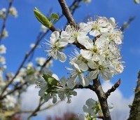 Prunus dom. 'Reine Claude Verte' - Prunus dom. 'Reine Claude Verte' - 1