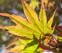 Acer palmatum 'Masu-kagami' - Japanse Esdoorn 'Masu-kagami' - 2