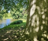Fagus sylvatica - Groene beuk - 1