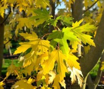 Acer saccharinum herfst