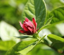 Calycanthus floridus