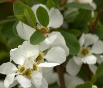 Exochorda 'The Bride' witte bloemen