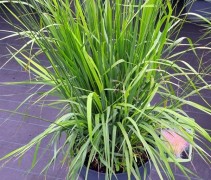 Molinia arundinacea 'Karl Foerster'