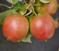 Malus dom. 'Cox Orange Pippin' - Malus 'Cox' - 1