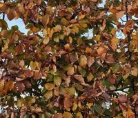 Fagus sylvatica 'Atropunicea' - Rode beuk - herfstkleuren