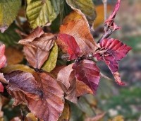 Fagus sylvatica 'Atropunicea' - Rode beuk - herfstblad leibeuk