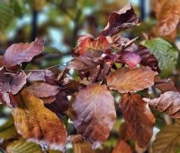 Fagus sylvatica 'Atropunicea' - Rode beuk - herfstkleuren blad
