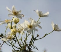 Bosrank 'Early Sensation' klimplant in bloei met witte bloemen