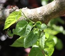 Morus alba