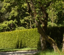 Thuja occidentalis 'Brabant'