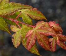 Acer palmatum 'Katsura'