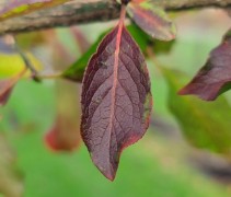 Euonymus Europaeus