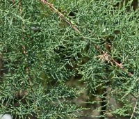 Tamarix tetrandra - Tamarisk - 3
