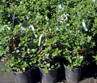 Ilex meserveae 'Heckenfee' - Hulst 'Heckenfee' - 5
