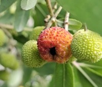 Arbutus unedo - Aardbeiboom - vrucht in september oktober