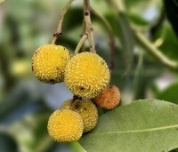 Arbutus unedo - Aardbeiboom - 8