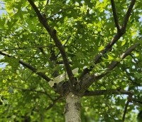 Quercus palustris - Moeraseik - 2