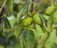 Diospyros kaki 'Pendula' - Treurvormige kaki boom - 1