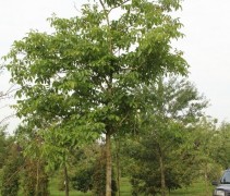 Juglans regia