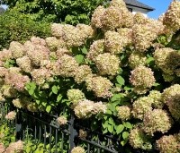 Hydrangea paniculata 'Limelight' - Pluimhortensia 'Limelight' - najaar