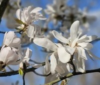 Magnolia loebneri 'Merrill' - Beverboom - 1