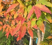 Acer triflorum - Driebloemige esdoorn - 3