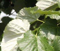Bladeren Tilia tomentosa 'Hungary Globe'