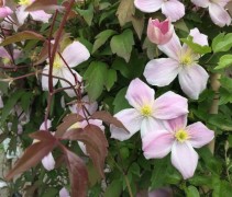 Clematis montana 'Mayleen' bloeit in mei en juni met roze bloemen