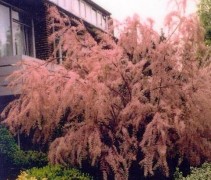 Tamarix tetrandra bloesem
