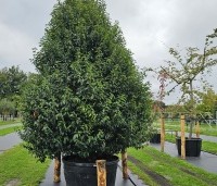 Prunus lusitanica 'Angustifolia' - Portugese laurier - 2