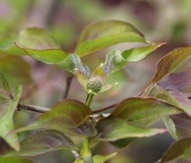 Cornus kousa Chinensis bladkleur
