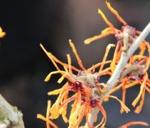 Hamamelis Aphrodite