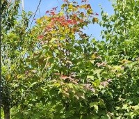 Liquidambar formosa 'Ellen' - Speciale amberboom met Aziatische roots - 2