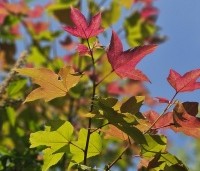 Liquidambar formosa 'Ellen' - Speciale amberboom met Aziatische roots - 1
