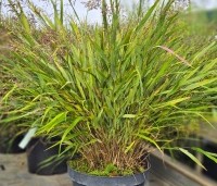 Hakonechloa macra - Japans siergras - 2