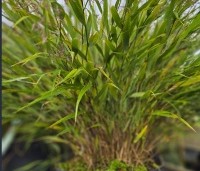 Hakonechloa macra - Japans siergras - 3