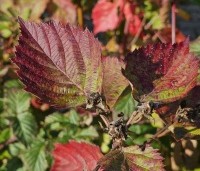 Rubus fruticosus 'Thornfree' - Doornloze braam 'Thornfree' - 1