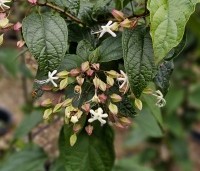 Clerodendrum trichotomum fargesii - Clerodendrum trichotomum  - 4