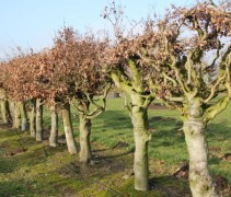 Fagus sylvatica