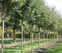 Malus domestica  (hoogstam appelrassen op de kwekerij van Ten Hoven Bomen in Apeldoorn. september 2018)