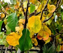 Pyrus call 'Chanticleer' herfst november