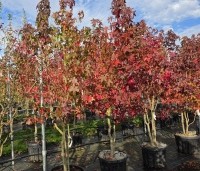 Liquidambar styraciflua - Amberboom - 1