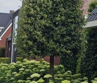 Hydrangea arb. 'Incrediball Strong Annabelle'  - Hortensia 'Incrediball Strong Annabelle' - juni 2025