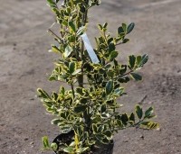 Ilex meserveae 'Golden Girl' - Blauwe hulst 'Golden Girl' - 1