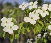 Cornus 'Norman Hadden' - Japanse grootbloemige kornoelje 'Norman Hadden' - 2