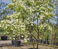 Cornus 'Norman Hadden' - Japanse grootbloemige kornoelje 'Norman Hadden' - 1