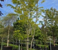 Gleditsia triacanthos 'Sunburst' - Valse christusdoorn - 3