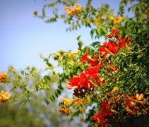 Campsis Radicans